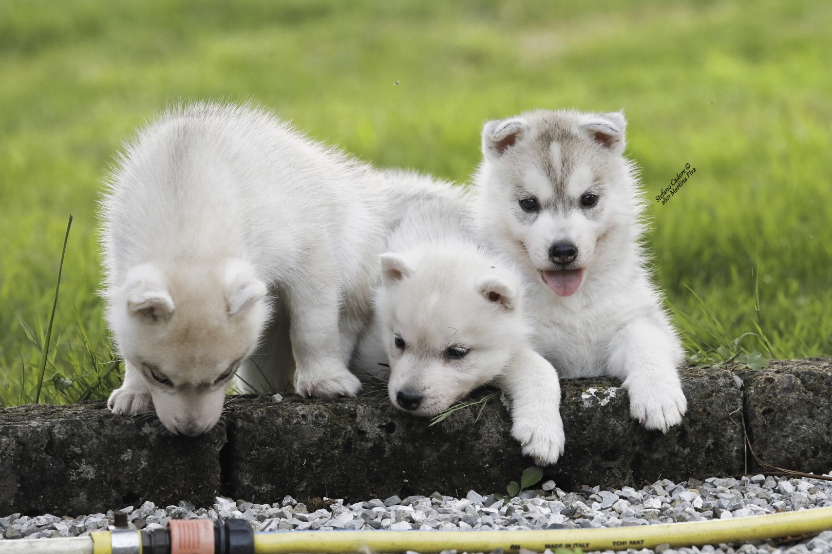 cuccioli