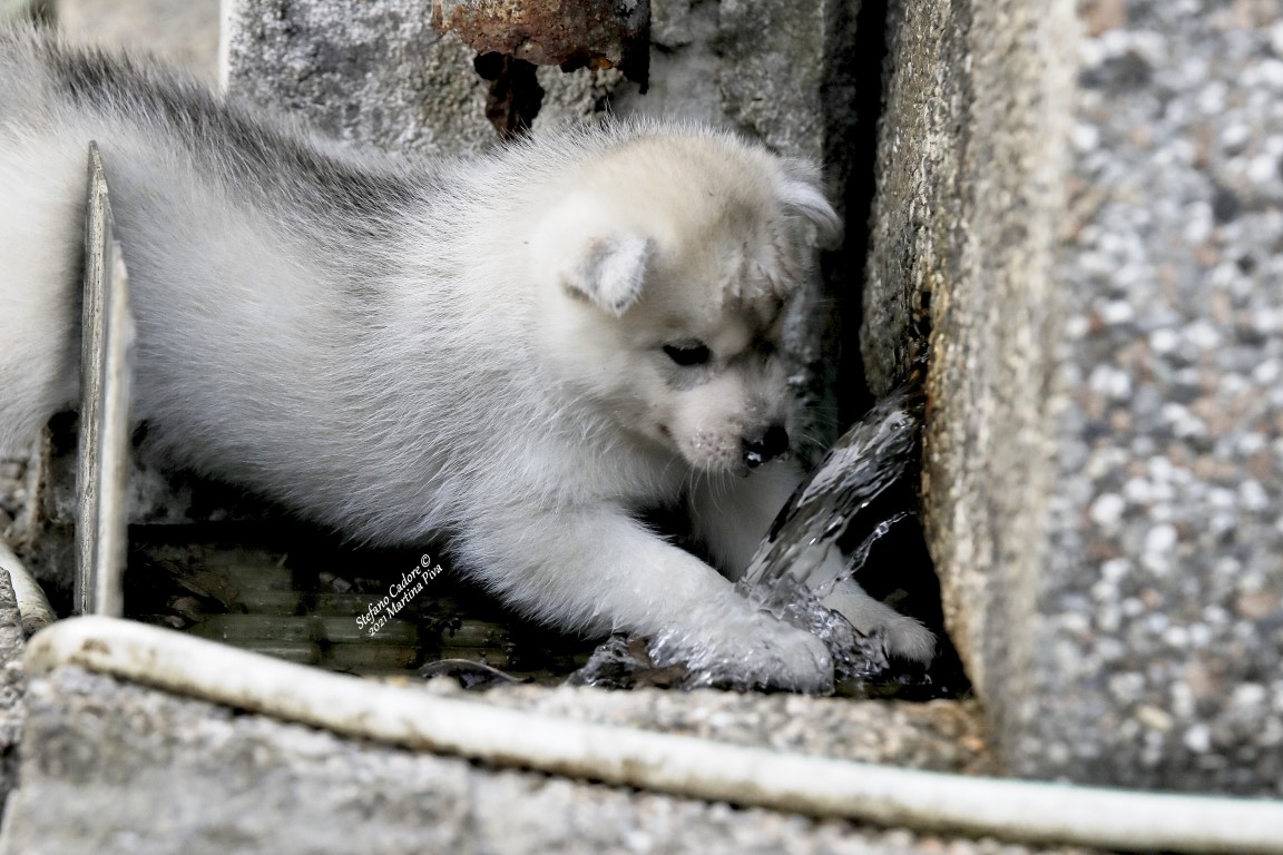 cuccioli